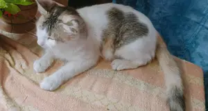 বরগুনা, বিড়াল
