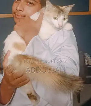 বরগুনা, বিড়াল