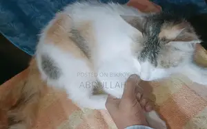 বরগুনা, বিড়াল