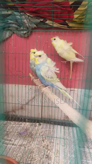 বাজিগর জাপানিজ ভ্যারিয়েন্ট