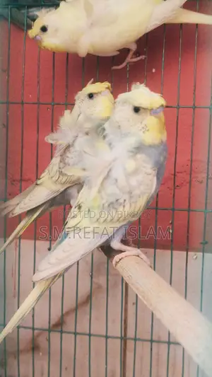 বাজিগর জাপানিজ ভ্যারিয়েন্ট