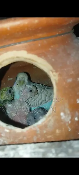 বাজিগার পাখি