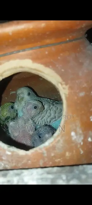 বাজিগার পাখি