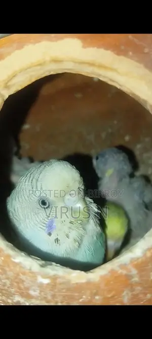 বাজিগার পাখি