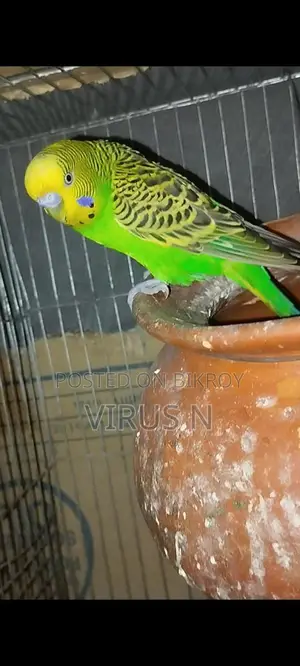 বাজিগার পাখি
