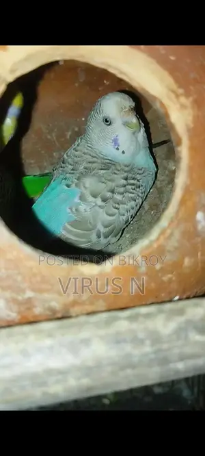 বাজিগার পাখি