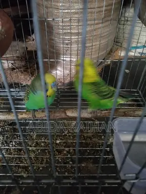 Budgerigar Adult Pair Sell