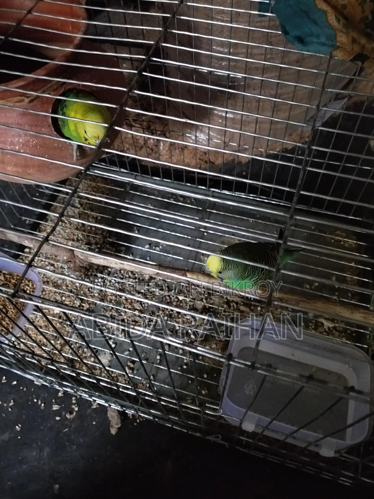Budgerigar Adult Pair Sell