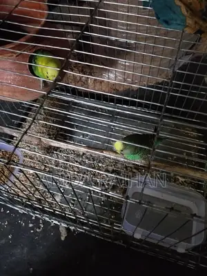 Budgerigar Adult Pair Sell