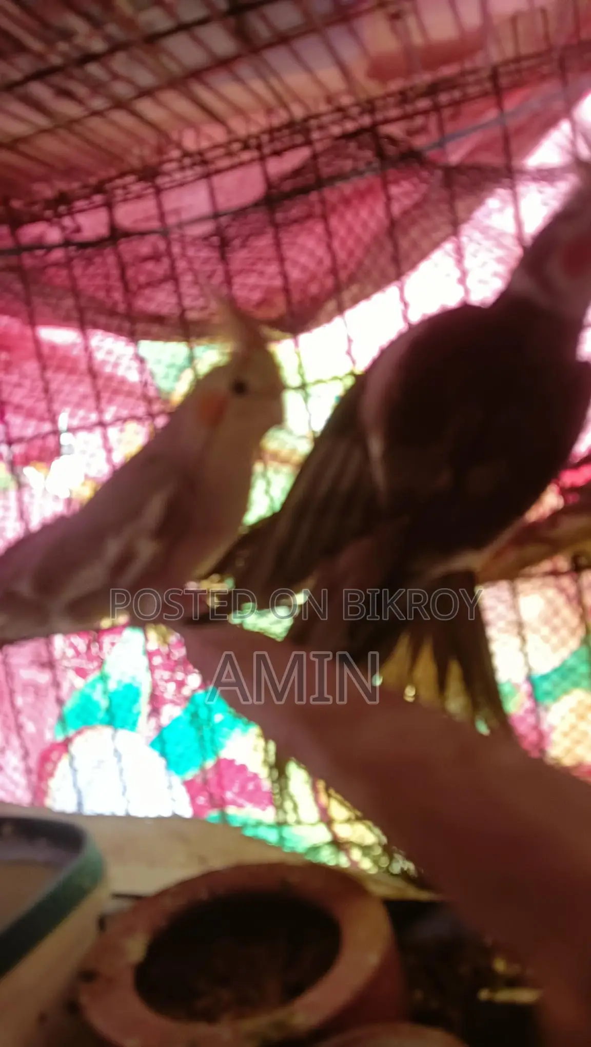 কোকাটেল পাখি বিক্রি।