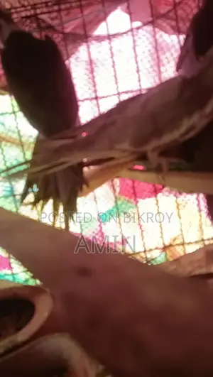 কোকাটেল পাখি বিক্রি।