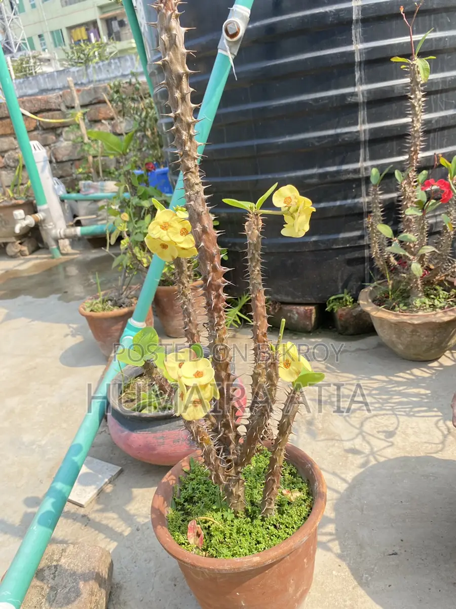 Cactus