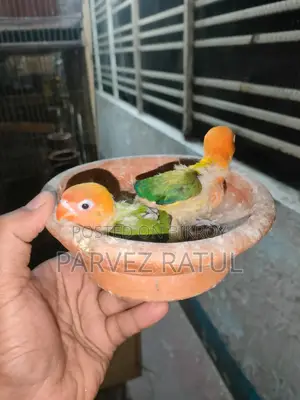 Love bird baby