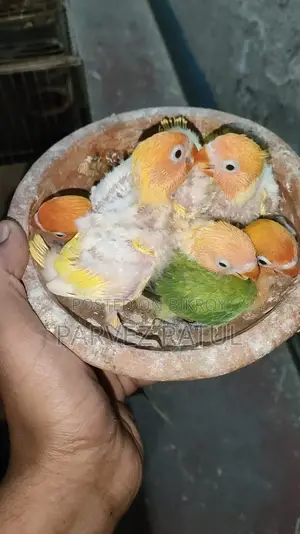 love bird baby