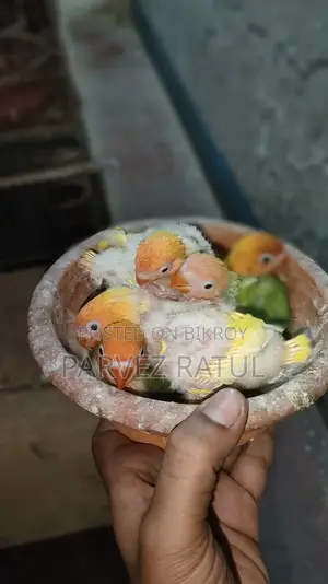 Love bird baby