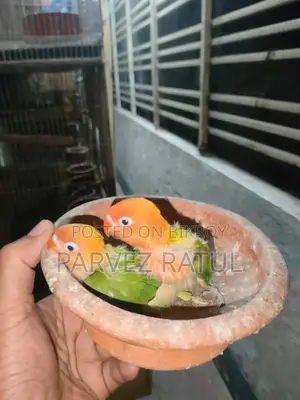 Love bird baby