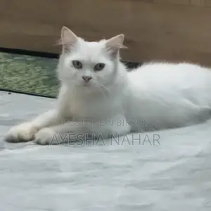 Persian Cat