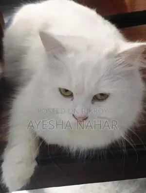 Perchian Cat