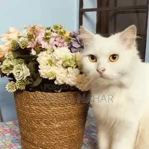Perchian Cat