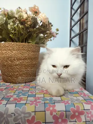 Perchian Cat