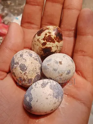 Quail Hatching Eggs / Table Eggs