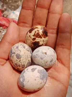 Quail Hatching Eggs / Table Eggs