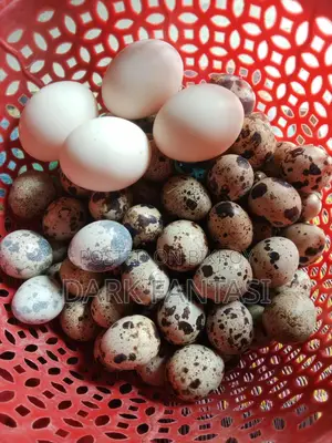 Quail Hatching Eggs / Table Eggs