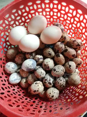 Quail Hatching Eggs / Table Eggs