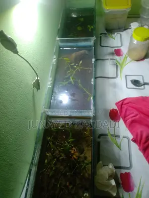 মাছসহ অ্যাকোয়ারিয়াম