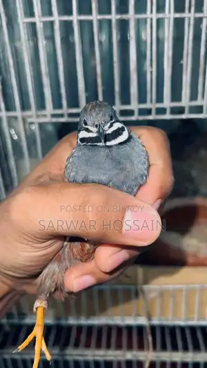 কিং কোয়েল রানিং