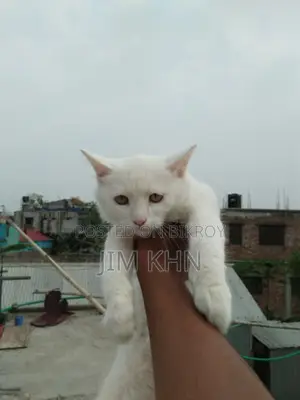 Persian Cat