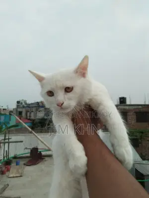 Persian Cat