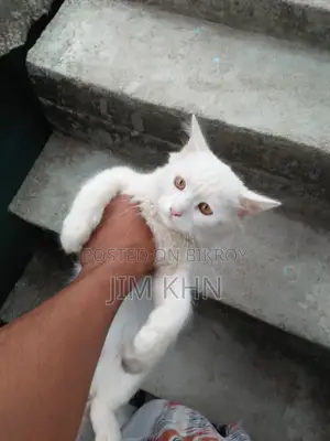 Persian Cat