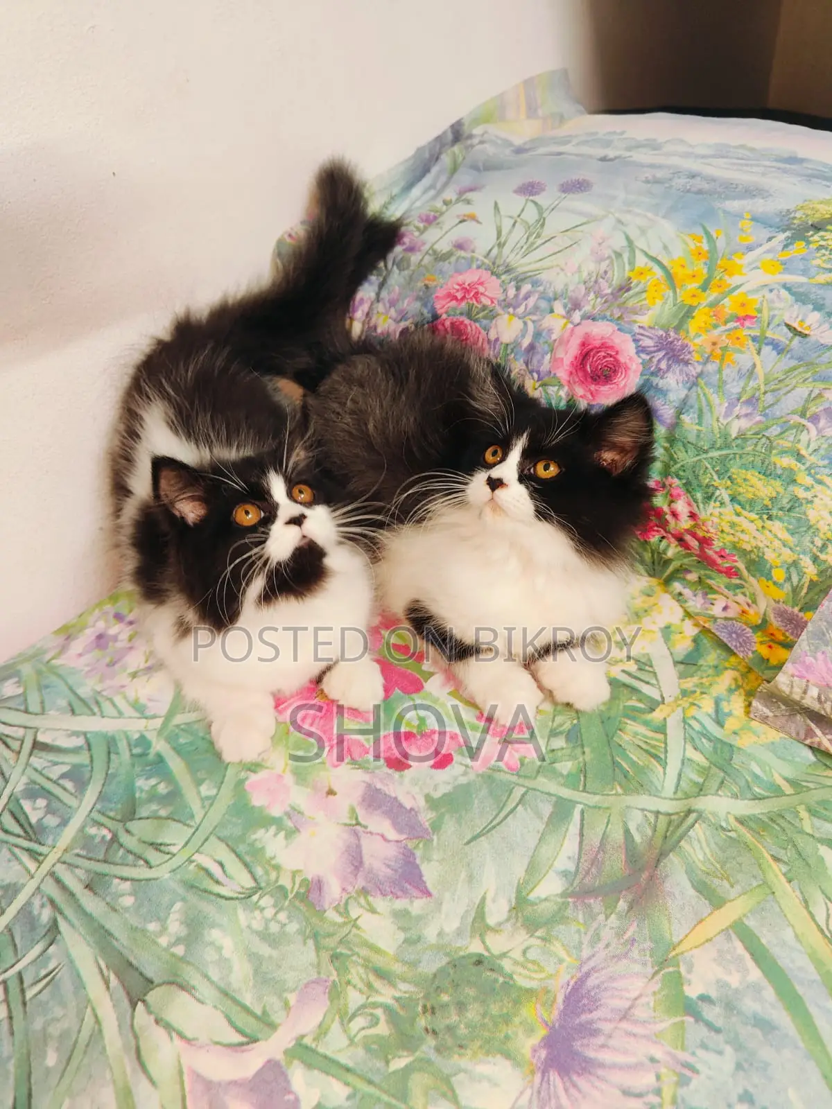 parsian calico kitten