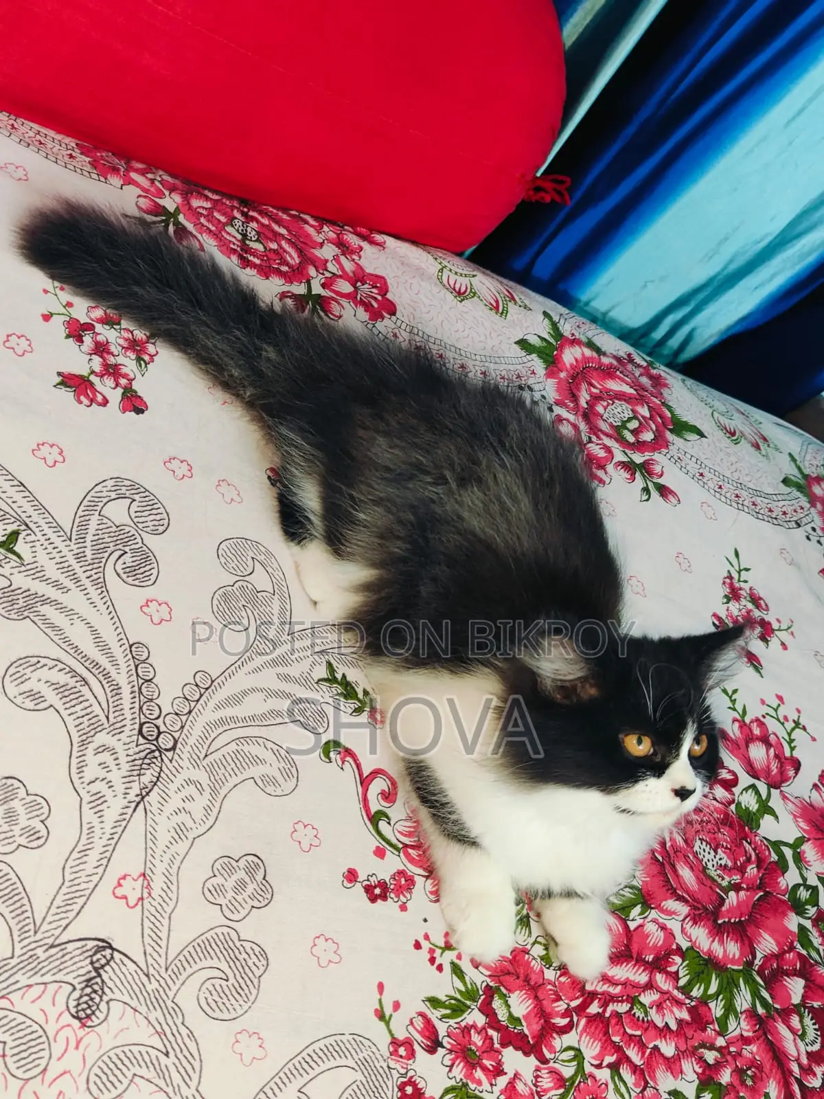 parsian calico kitten