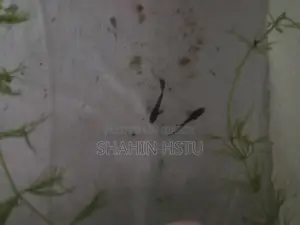Guppy Breed Wholesale and Retail Sale