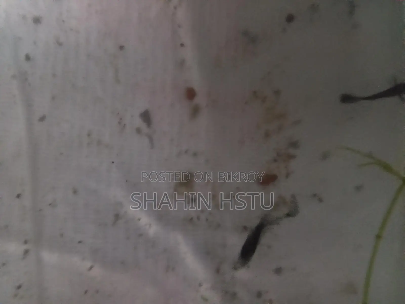 Guppy Breed Wholesale and Retail Sale