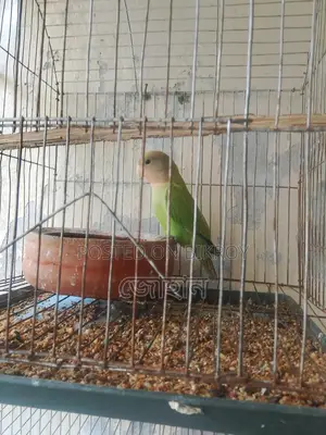 এক জোরা লাভবার্ডস
