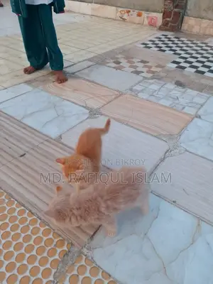 মিক্সড পার্সিয়ান বিড়াল