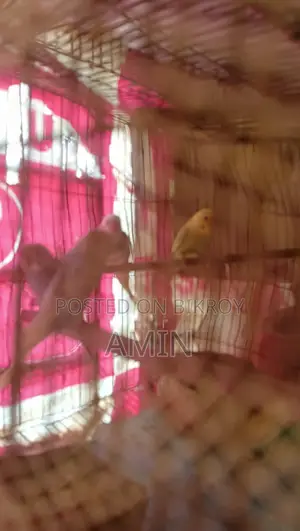 বাজিগর পাখি বিক্রি।