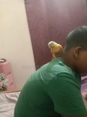 সান চিক কুনুর ফুল টেম