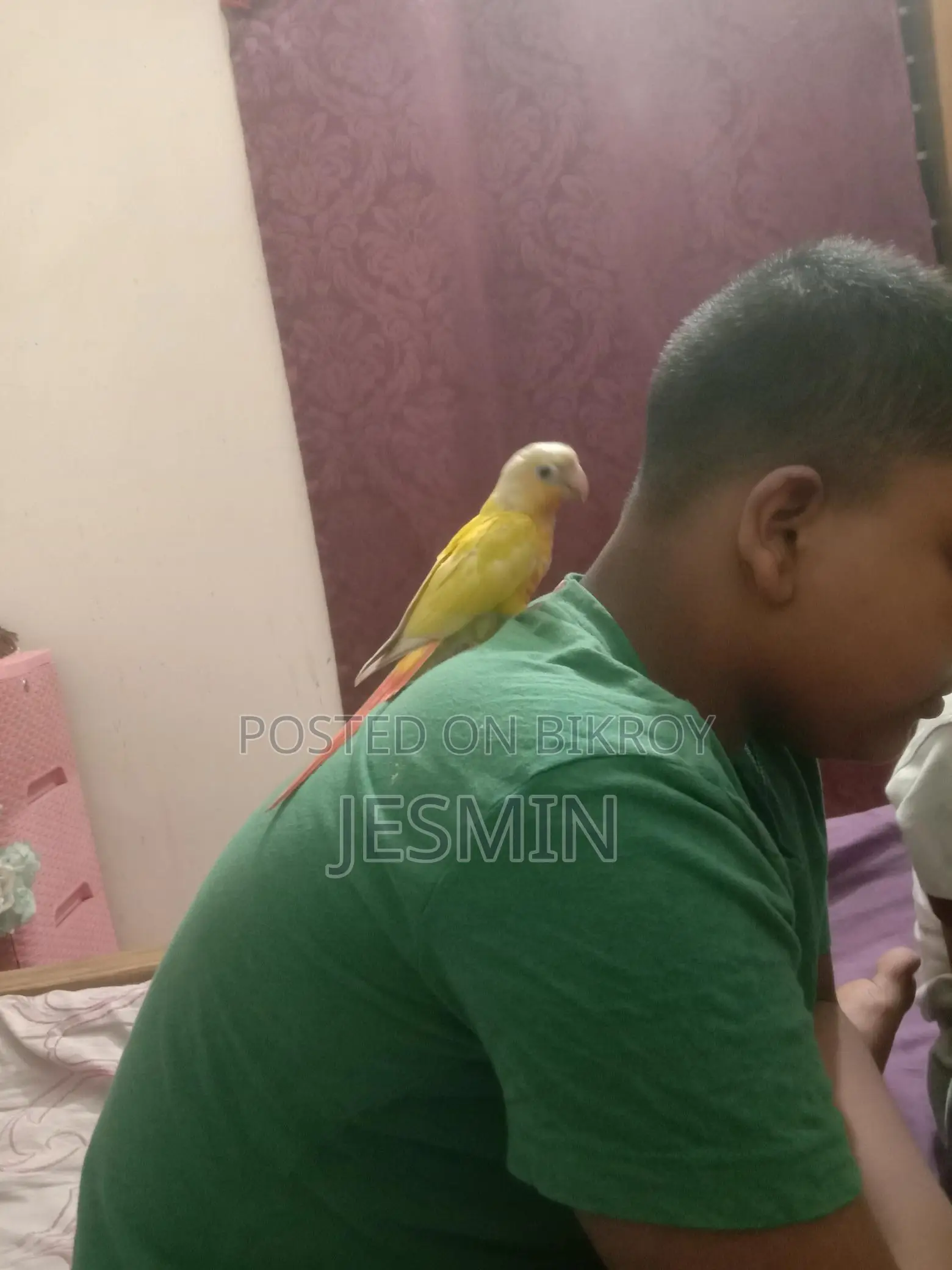 সান চিক কুনুর ফুল টেম