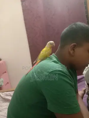 সান চিক কুনুর ফুল টেম