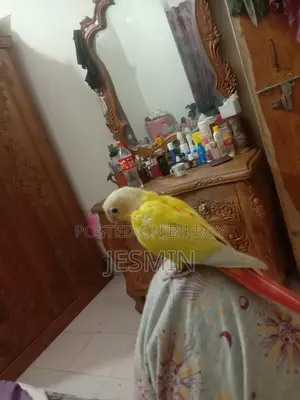 সান চিক কুনুর ফুল টেম