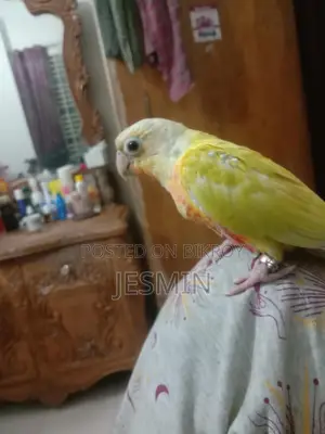 সান চিক কুনুর ফুল টেম