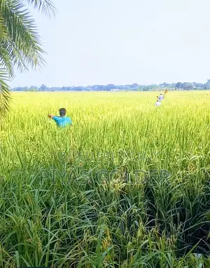 ১ দাগে ৪ বিঘা(১০০ শতক×৪)"নিষ্কণ্টক" জমি বিক্রি হবে।