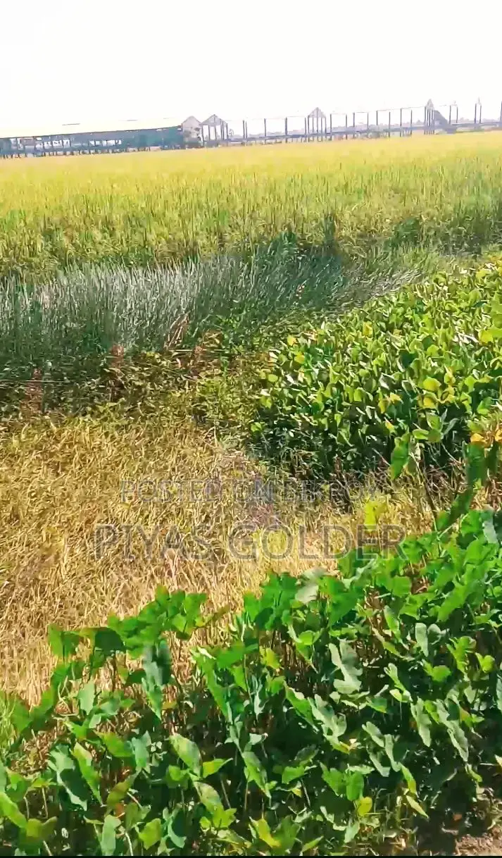 ১ দাগে ৪ বিঘা(১০০ শতক×৪)"নিষ্কণ্টক" জমি বিক্রি হবে।