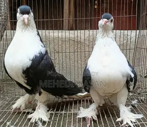Lahore Shirazi Running Pair