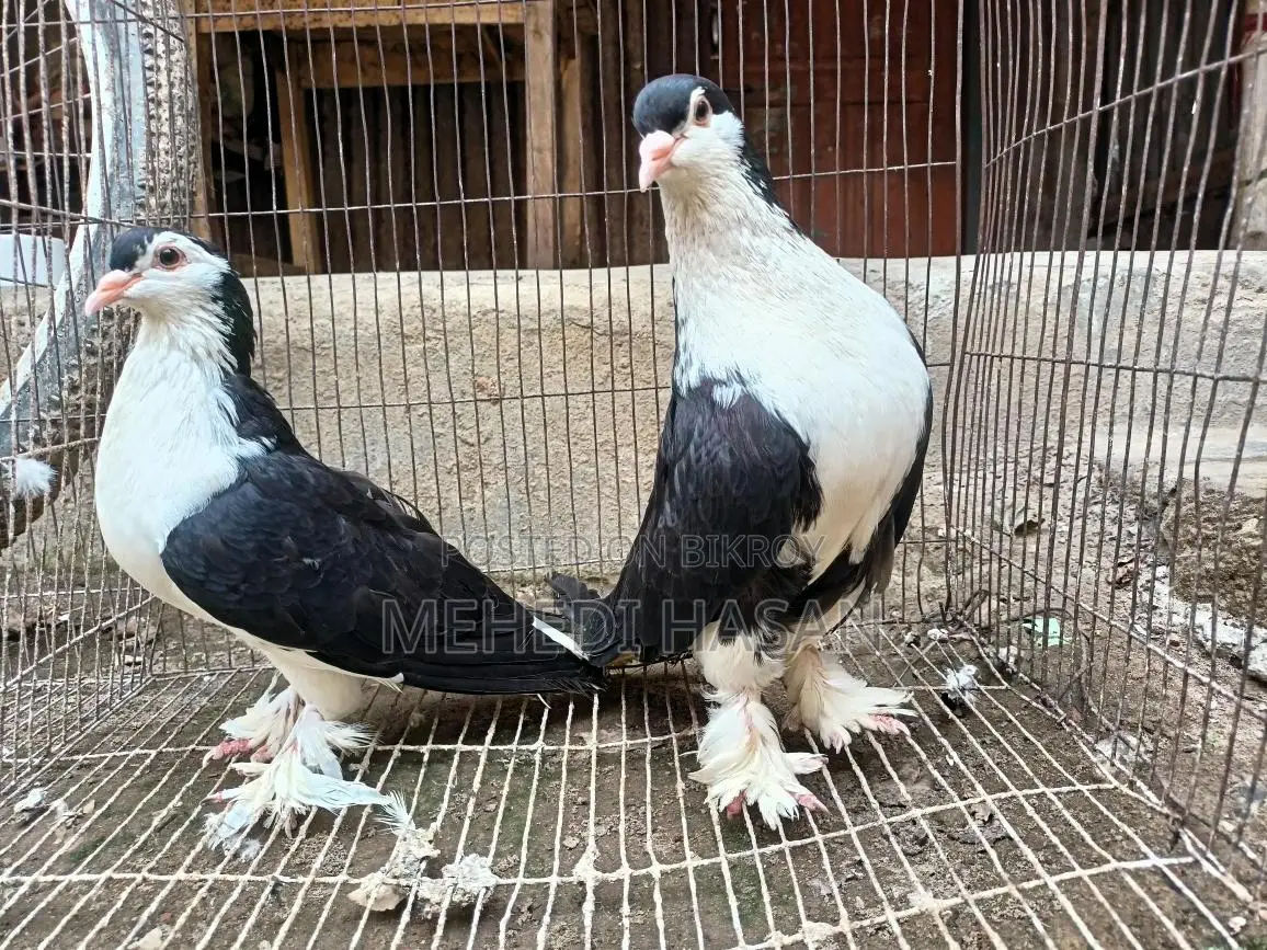 Lahore Shirazi Running Pair