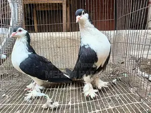 Lahore Shirazi Running Pair